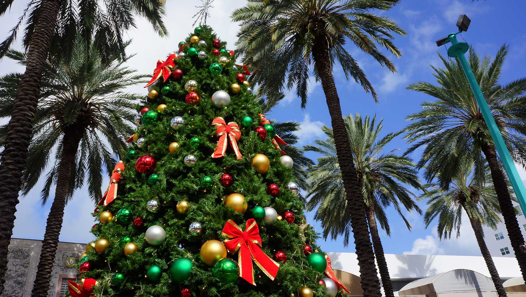 Christmas Tree under Palm Trees