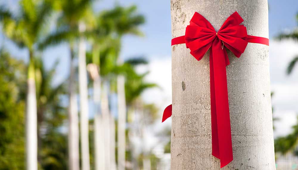 red ribbon around a tropical tree