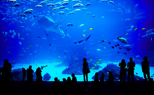 People looking in giant fish tank at aquarium